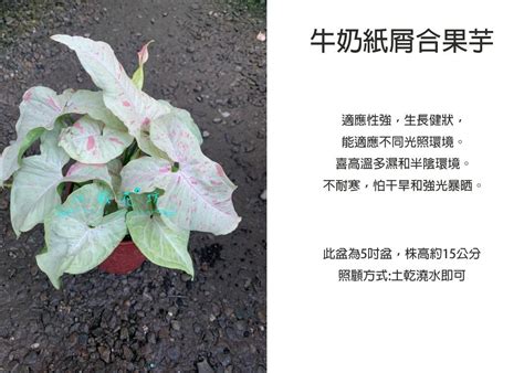 合果芋|合果芋